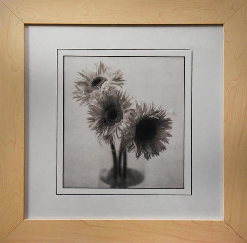 Gerbera Trio