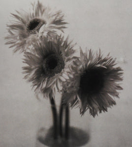 Gerbera Trio